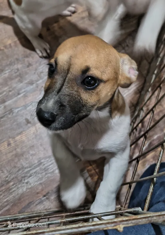 Link – Teddy Roosevelt Terrier puppy for sale in Smithfield, IL