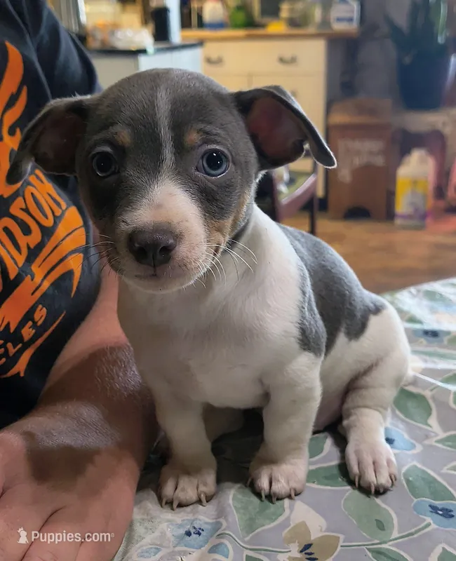  blue – Teddy Roosevelt Terrier puppy for sale in Smithfield, IL
