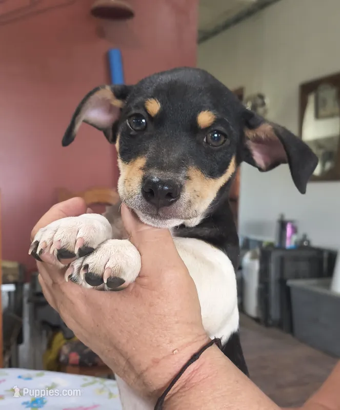 Big feller – Teddy Roosevelt Terrier puppy for sale in Smithfield, IL