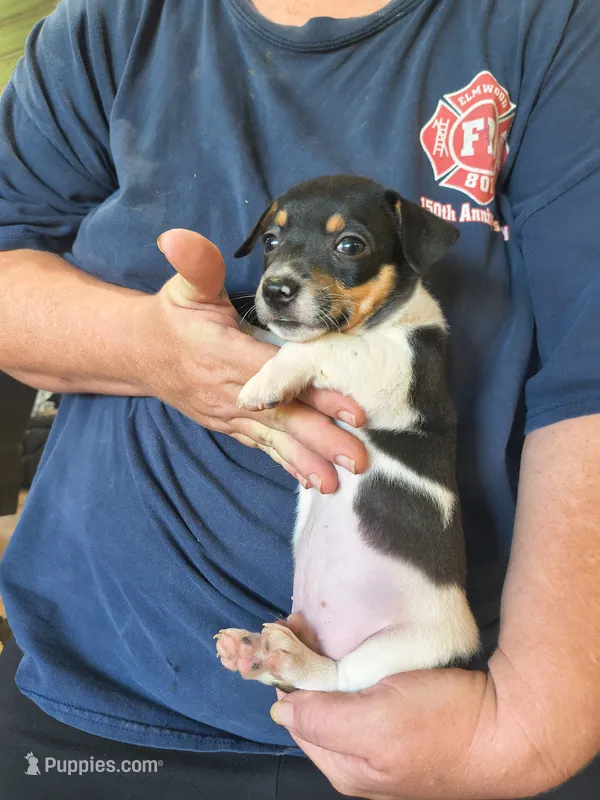 Shadow – Teddy Roosevelt Terrier puppy for sale in Smithfield, IL