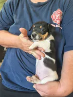 Shadow, a male Teddy Roosevelt Terrier for sale in Smithfield, IL – 5 of 7