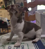 Chocolate, a male Teddy Roosevelt Terrier for sale in Smithfield, IL – 2 of 7