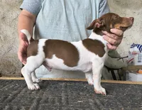 Chocolate, a male Teddy Roosevelt Terrier for sale in Smithfield, IL – 4 of 7