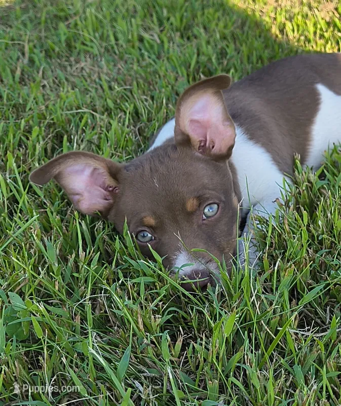 Chocolate – Teddy Roosevelt Terrier puppy for sale in Smithfield, IL