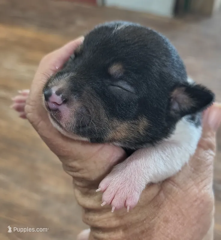 Shadow, a male Teddy Roosevelt Terrier for sale in Smithfield, IL – 1 of 3