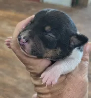 Shadow, a male Teddy Roosevelt Terrier for sale in Smithfield, IL – 1 of 3