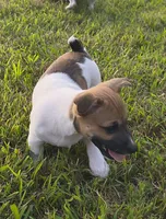 Link, a male Teddy Roosevelt Terrier for sale in Smithfield, IL – 6 of 9