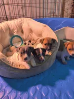 Link, a male Teddy Roosevelt Terrier for sale in Smithfield, IL – 2 of 4