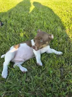 Chocolate, a male Teddy Roosevelt Terrier for sale in Smithfield, IL – 6 of 7