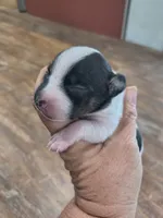 Flower, a female Teddy Roosevelt Terrier for sale in Smithfield, IL – 4 of 4