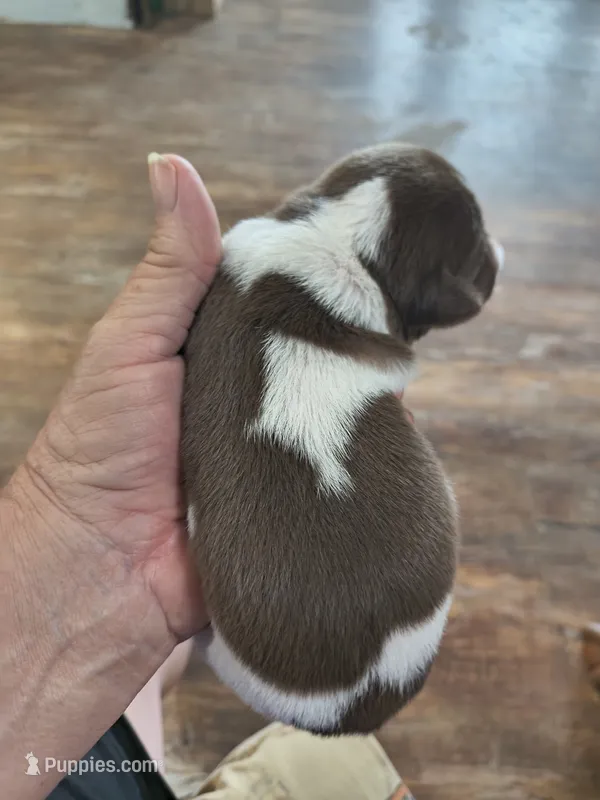 Chocolate delight, a male Teddy Roosevelt Terrier for sale in Smithfield, IL – 1 of 3