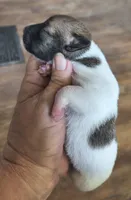 Sunder, a male Teddy Roosevelt Terrier for sale in Smithfield, IL – 3 of 3