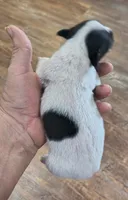 Flower, a female Teddy Roosevelt Terrier for sale in Smithfield, IL – 2 of 4