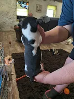 Shadow, a male Teddy Roosevelt Terrier for sale in Smithfield, IL – 6 of 7