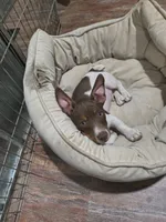 Chocolate, a male Teddy Roosevelt Terrier for sale in Smithfield, IL – 2 of 7