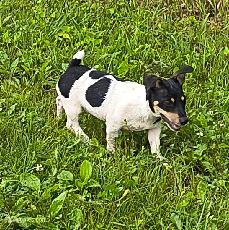 Big feller – Teddy Roosevelt Terrier puppy for sale in Smithfield, IL