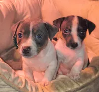  blue, a male Teddy Roosevelt Terrier for sale in Smithfield, IL – 3 of 5