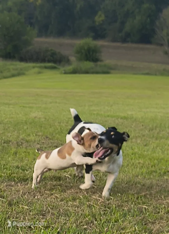 Sable – Teddy Roosevelt Terrier puppy for sale in Smithfield, IL