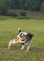 Sable, a male Teddy Roosevelt Terrier for sale in Smithfield, IL – 1 of 7