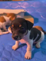 Shadow, a male Teddy Roosevelt Terrier for sale in Smithfield, IL – 3 of 7
