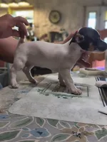 Flower, a female Teddy Roosevelt Terrier for sale in Smithfield, IL – 2 of 4
