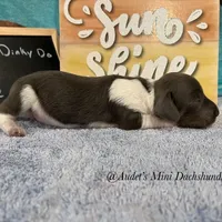 Blue, a male Miniature Dachshund for sale in East Dover, VT – Photo 3 of 10