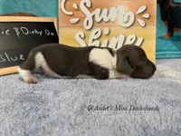 Blue, a male Miniature Dachshund for sale in East Dover, VT – Photo 3 of 10