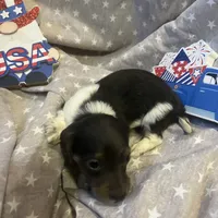 Blue, a male Miniature Dachshund for sale in East Dover, VT – Photo 7 of 10