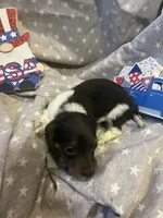 Blue, a male Miniature Dachshund for sale in East Dover, VT – Photo 7 of 10