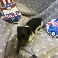 Blue, a male Miniature Dachshund for sale in East Dover, VT – Photo 8 of 10