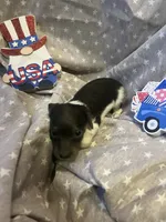 Blue, a male Miniature Dachshund for sale in East Dover, VT – Photo 8 of 10