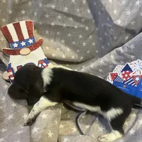 Blue, a male Miniature Dachshund for sale in East Dover, VT – Photo 6 of 10