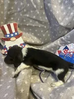 Blue, a male Miniature Dachshund for sale in East Dover, VT – Photo 6 of 10