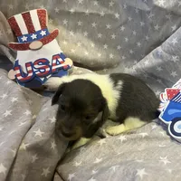 Blue, a male Miniature Dachshund for sale in East Dover, VT – Photo 9 of 10