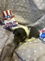 Blue, a male Miniature Dachshund for sale in East Dover, VT – Photo 9 of 10