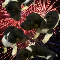 Blue, a male Miniature Dachshund for sale in East Dover, VT – Photo 2 of 10