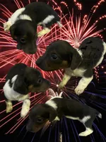 Blue, a male Miniature Dachshund for sale in East Dover, VT – Photo 2 of 10