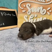 Blue, a male Miniature Dachshund for sale in East Dover, VT – Photo 4 of 10