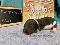 Blue, a male Miniature Dachshund for sale in East Dover, VT – Photo 4 of 10