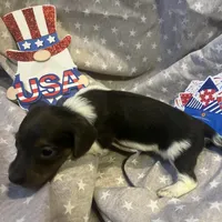 Blue, a male Miniature Dachshund for sale in East Dover, VT – Photo 5 of 10