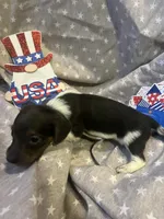 Blue, a male Miniature Dachshund for sale in East Dover, VT – Photo 5 of 10