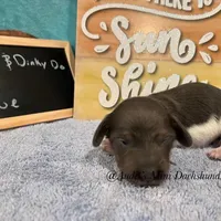 Blue, a male Miniature Dachshund for sale in East Dover, VT – Photo 1 of 10