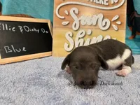 Blue, a male Miniature Dachshund for sale in East Dover, VT – Photo 1 of 10