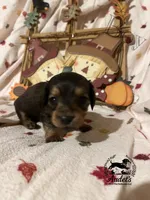 Hugo - Shade Cream Sable , a male Miniature Dachshund for sale in East Dover, VT – 5 of 10