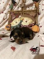Hugo - Shade Cream Sable , a male Miniature Dachshund for sale in East Dover, VT – 8 of 10