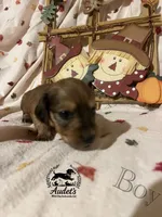 Boomer - Shade Cream , a male Miniature Dachshund for sale in East Dover, VT – 6 of 10