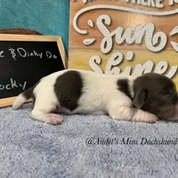 Rocky, a male Miniature Dachshund for sale in East Dover, VT – Photo 6 of 6