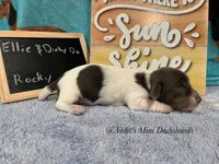 Rocky, a male Miniature Dachshund for sale in East Dover, VT – Photo 6 of 6
