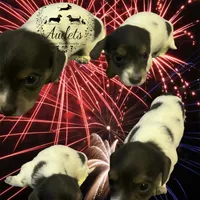 Rocky, a male Miniature Dachshund for sale in East Dover, VT – Photo 4 of 6