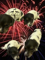 Rocky, a male Miniature Dachshund for sale in East Dover, VT – Photo 4 of 6